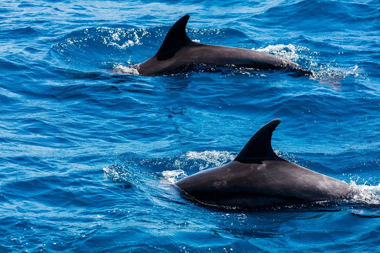 Dolphins swimming in the Red Sea during an optional family excursion