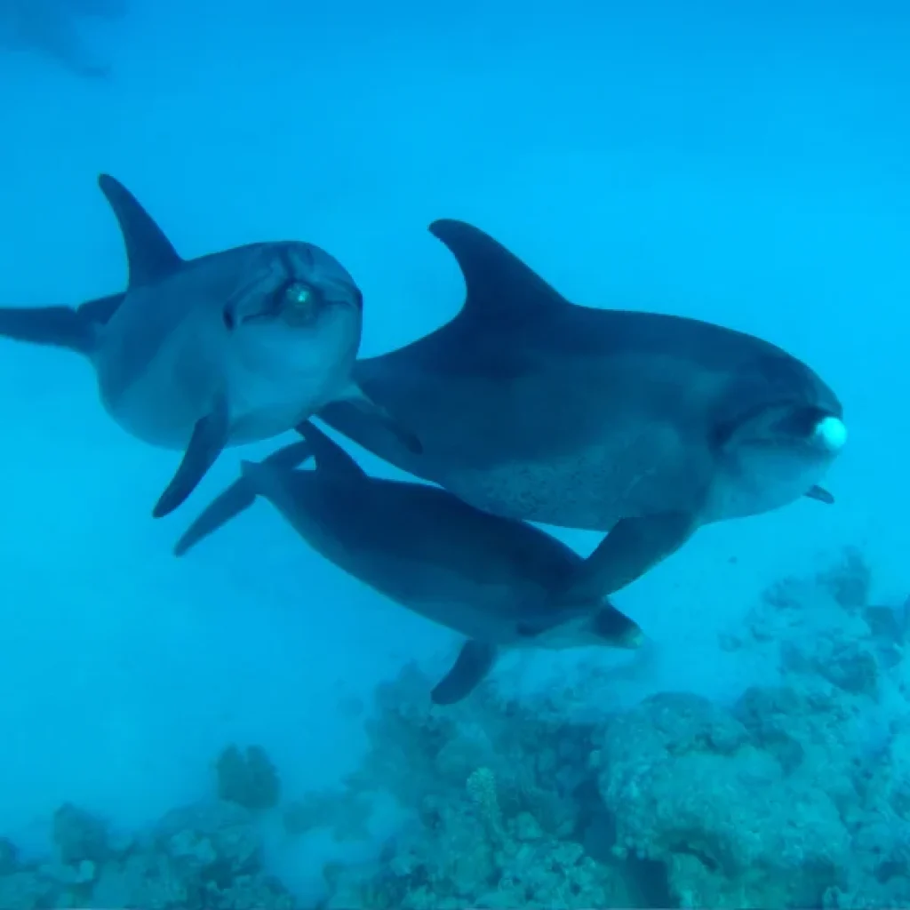 Dolphin House Hurghada