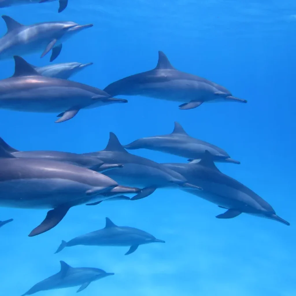 Dolphin House Hurghada