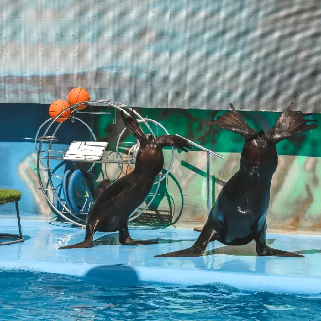 Dolphin Show Hurghada