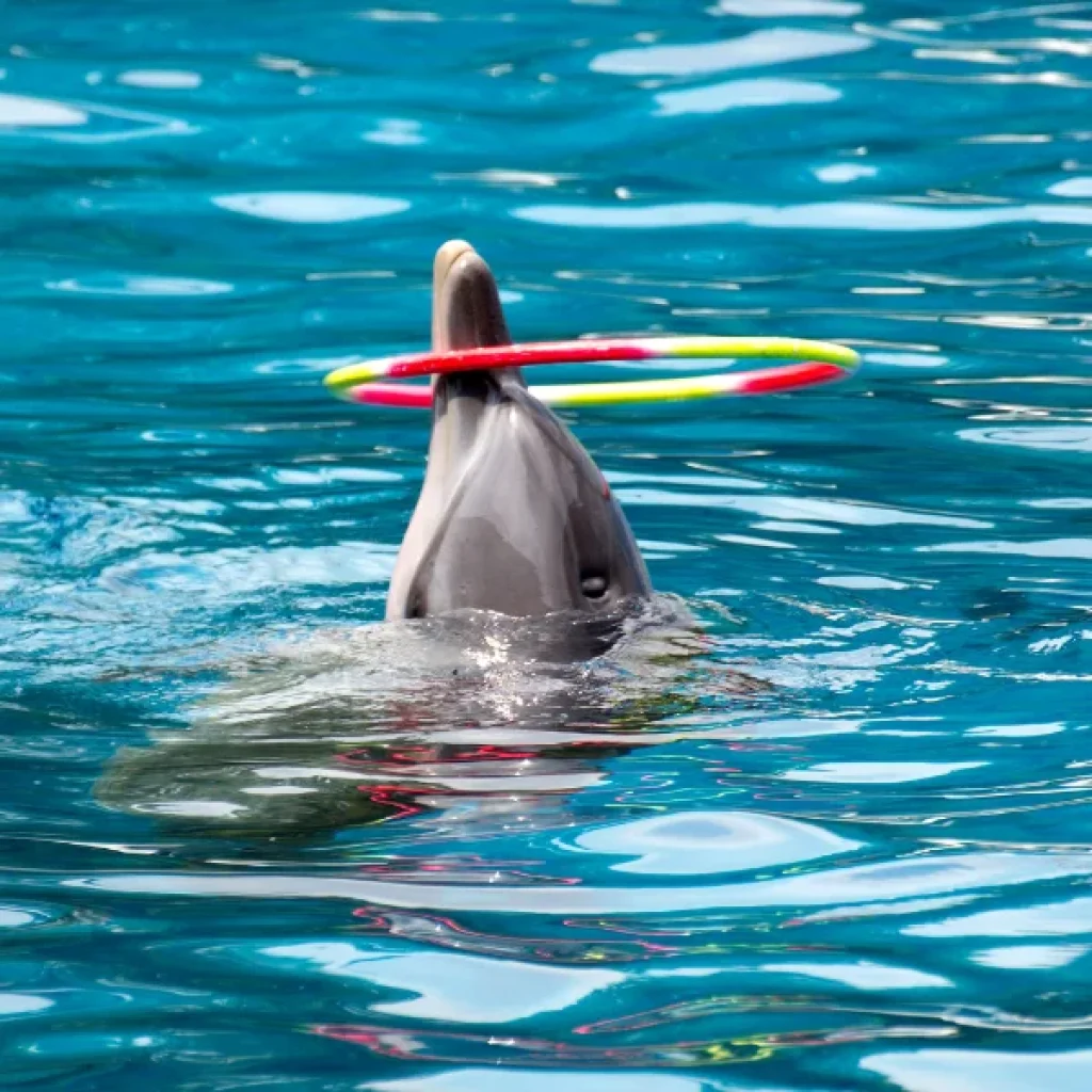Dolphin Show Hurghada