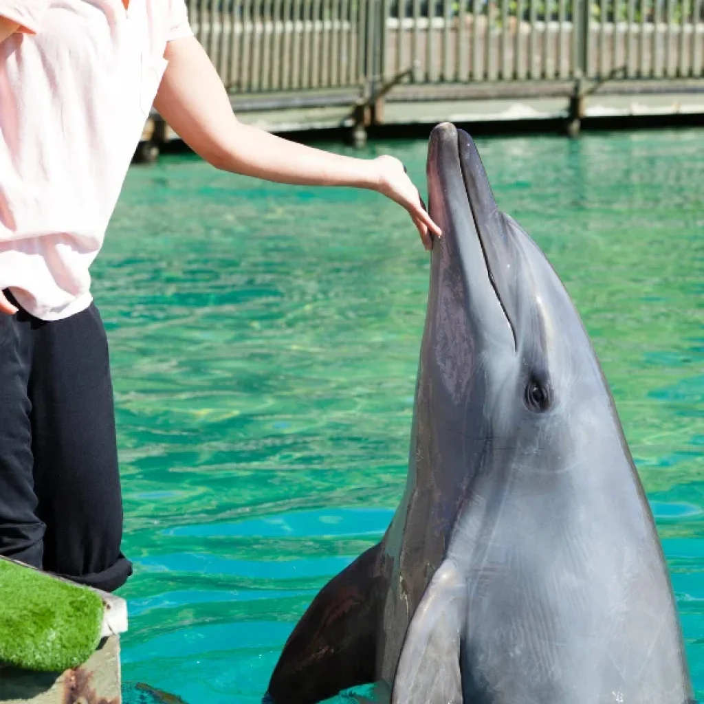 Dolphin Show Hurghada