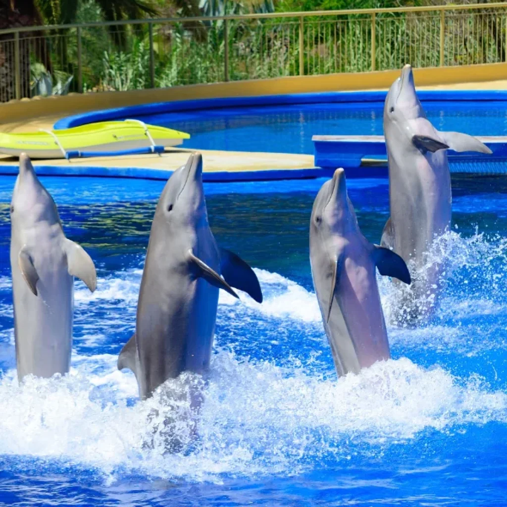 Dolphin Show Hurghada