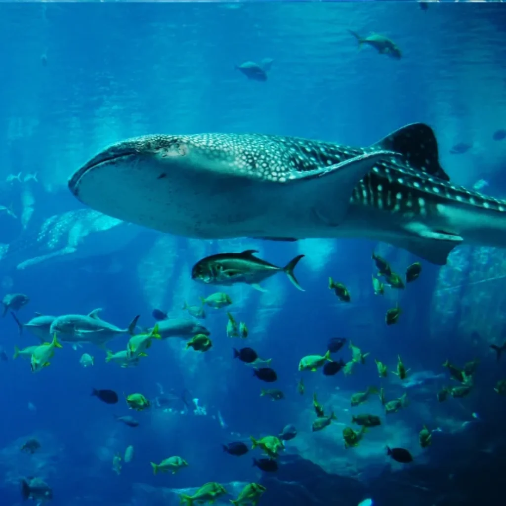 Hurghada Grand Aquarium