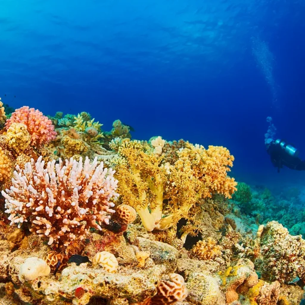 Scuba Diving Hurghada