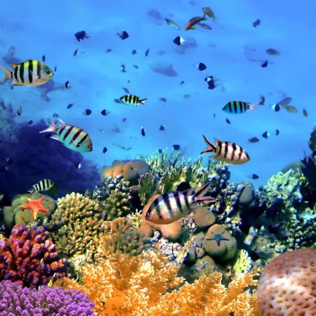 Scuba Diving Hurghada