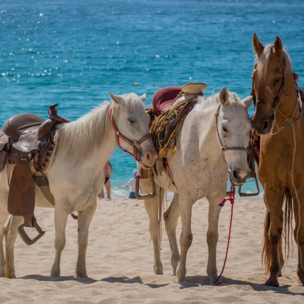 Horse Riding Hurghada