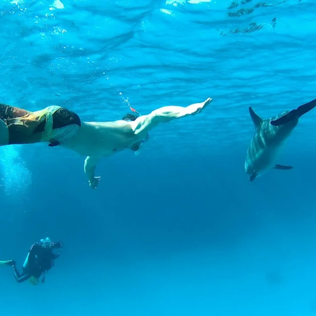 Dolphin House El Gouna: The Ultimate Guide to Swimming with Dolphins in the Red Sea Paradise 2026