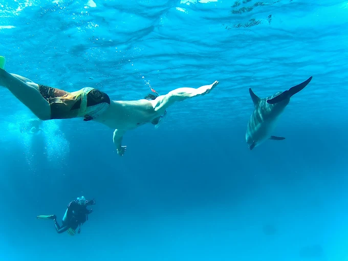 Dolphin House El Gouna: The Ultimate Guide to Swimming with Dolphins in the Red Sea Paradise 2026